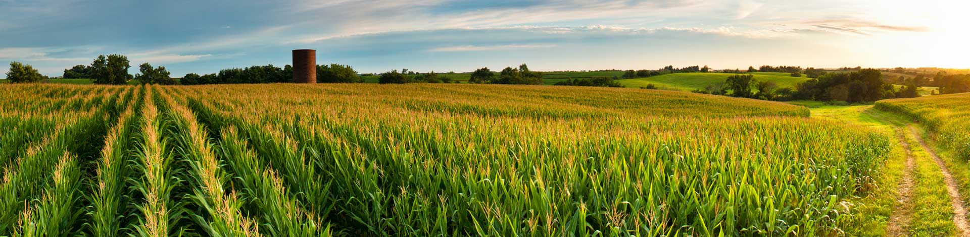 corn field