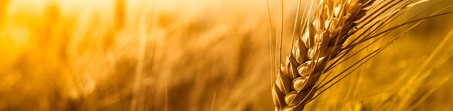 Wheat